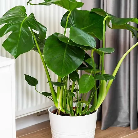 Dzielna By Renters *