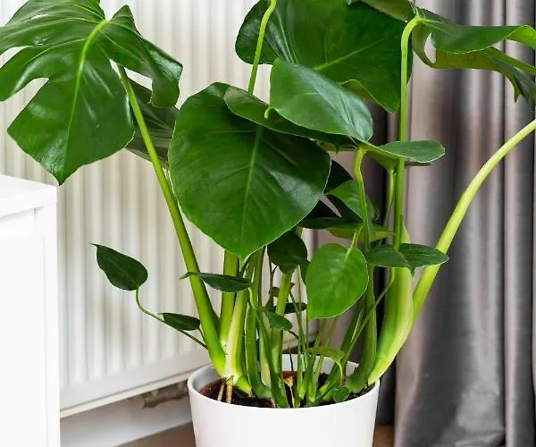 Dzielna By Renters *